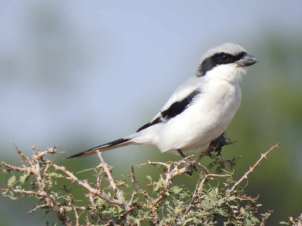 Great Gray Shrike - ML202973861