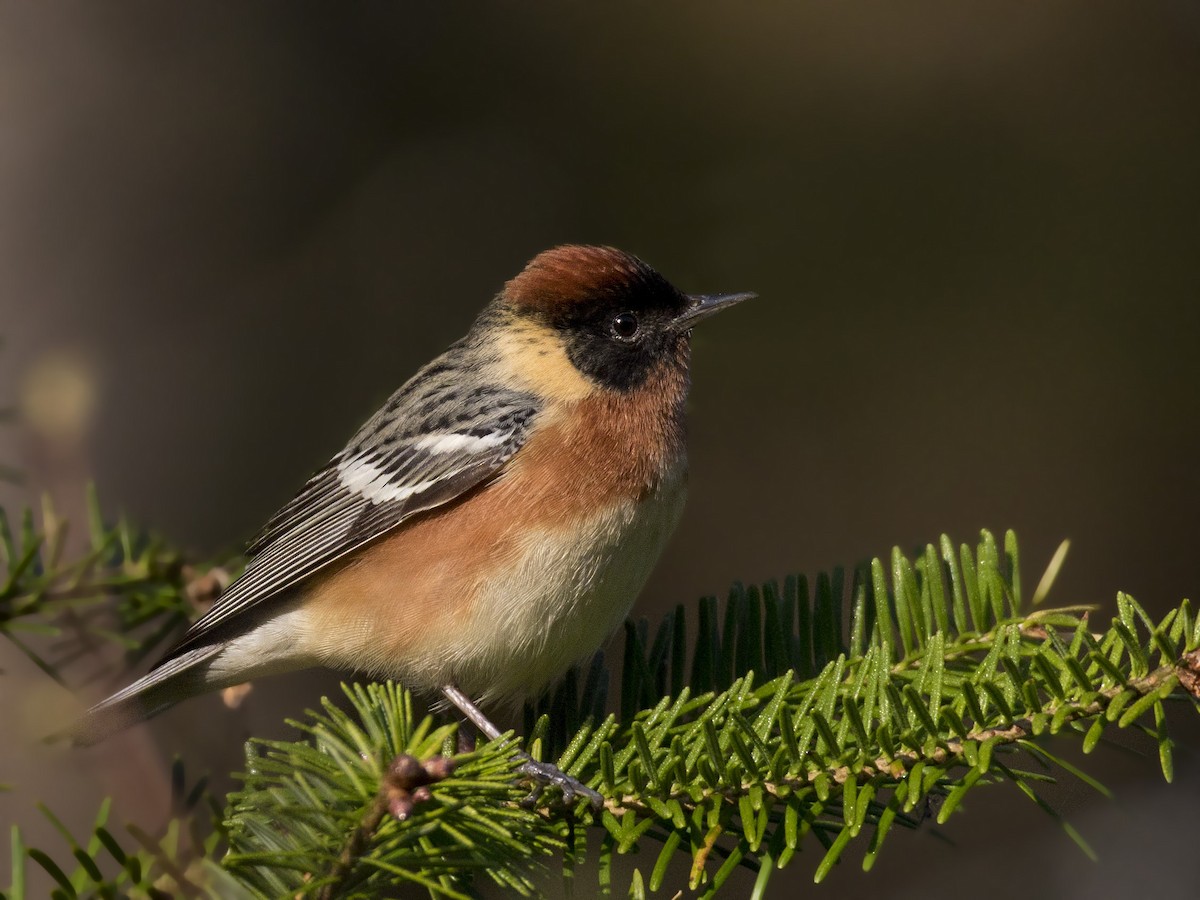 Bay-breasted Warbler - ML202974051