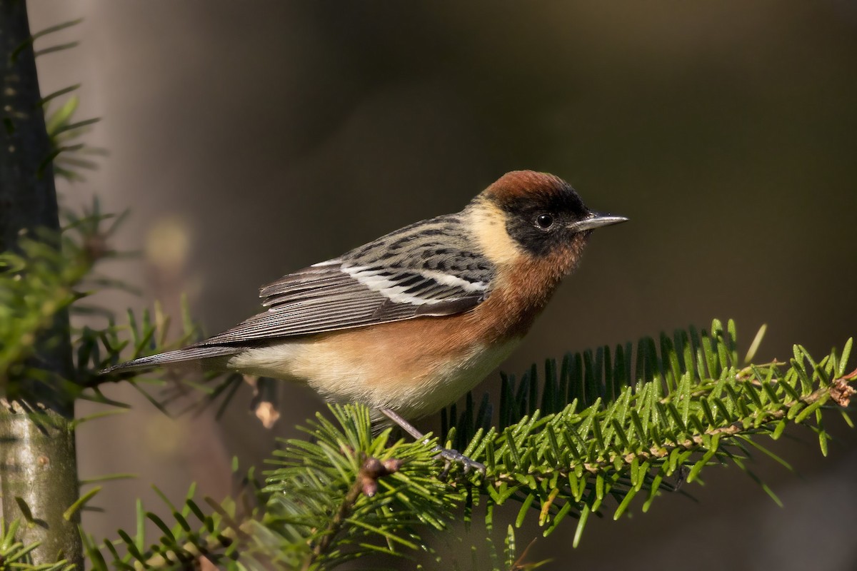 Bay-breasted Warbler - ML202974081