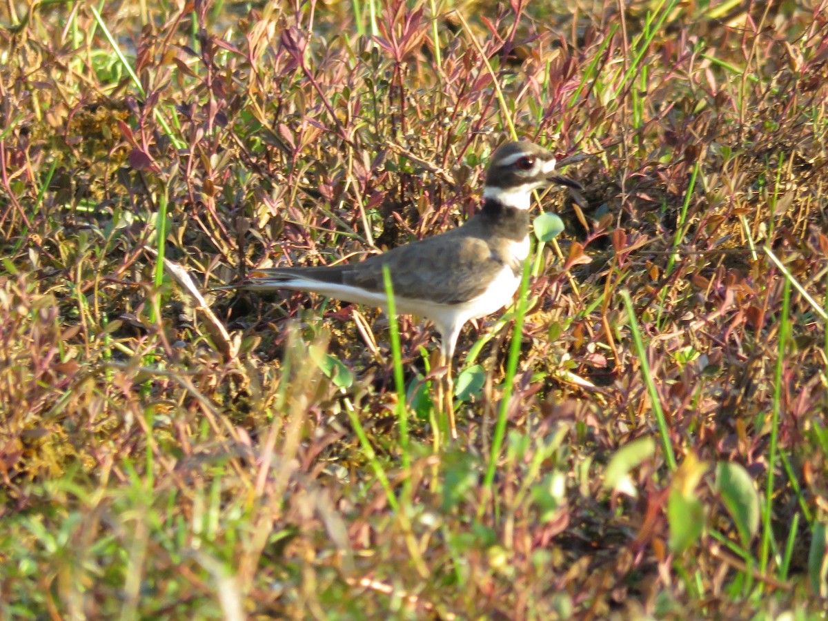 Killdeer - ML202975841