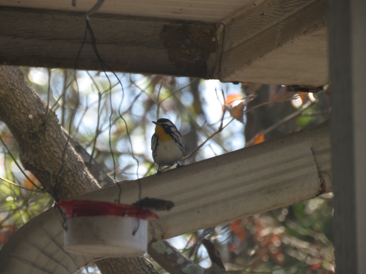 Yellow-throated Warbler - ML202977351