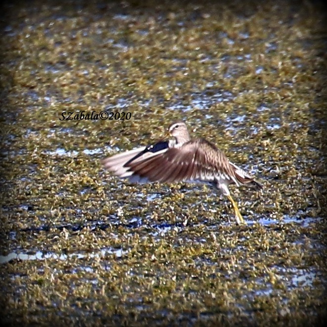 Long-billed Dowitcher - Sandra Zabala