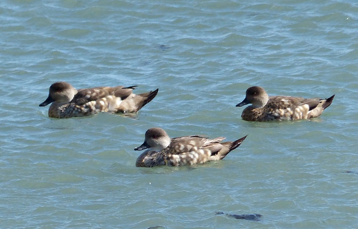 Crested Duck - ML202978091