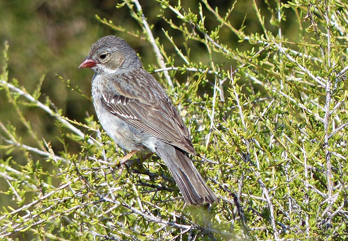 Mourning Sierra Finch - ML202978481