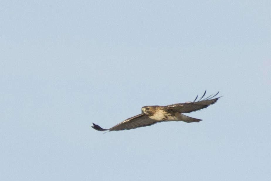Red-tailed Hawk - ML202979091