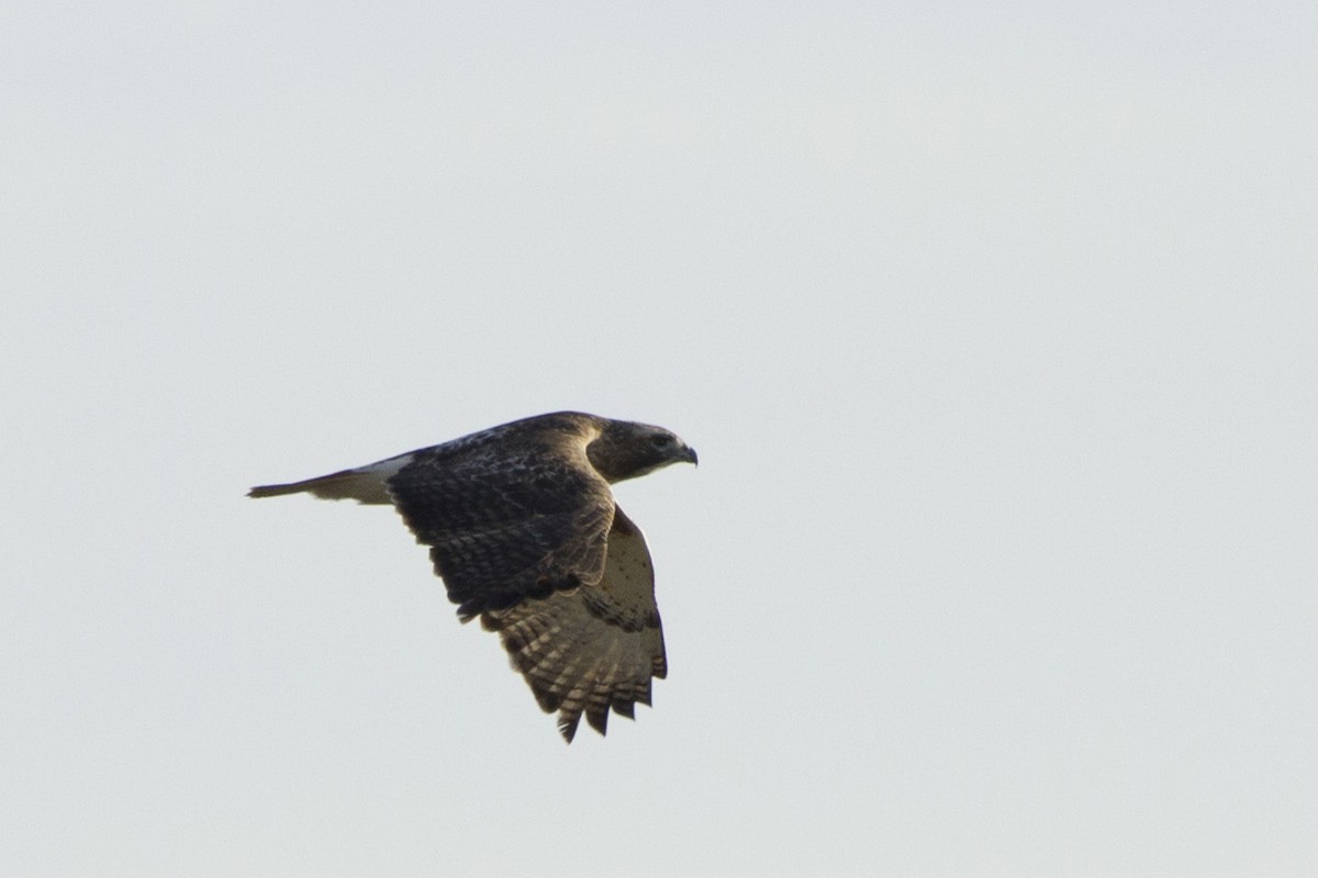 Red-tailed Hawk - ML202979101