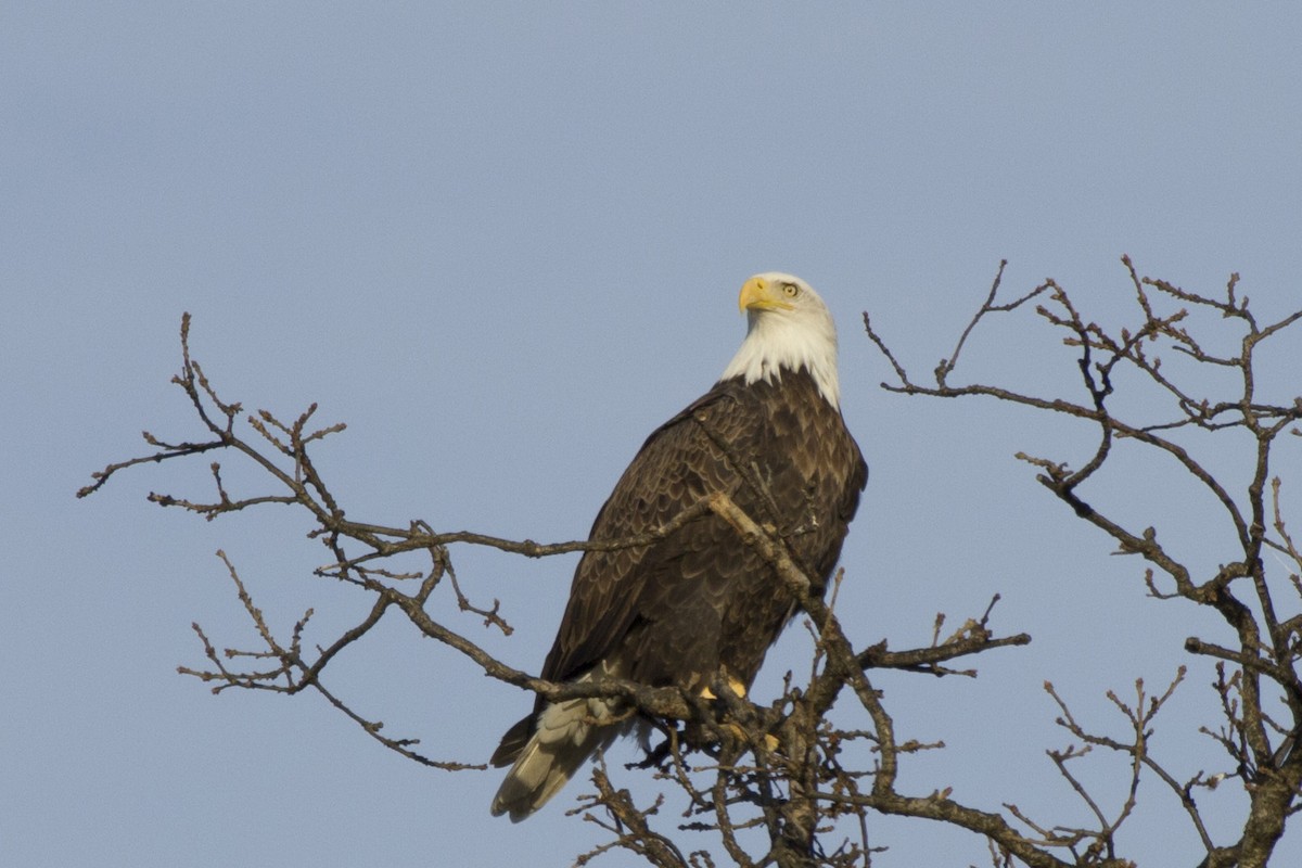 Bald Eagle - ML202979151