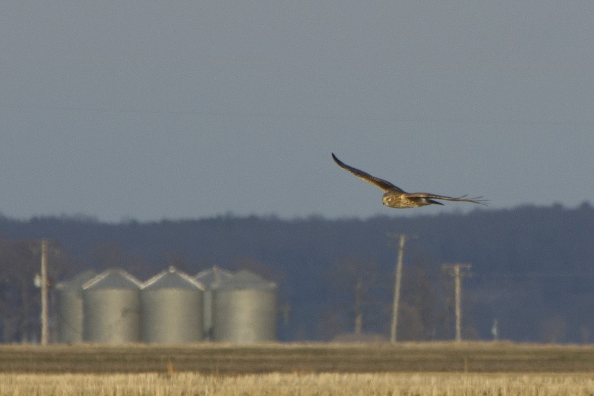 Northern Harrier - ML202979211