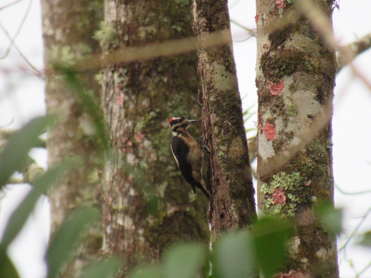 Hairy Woodpecker - Franklin  Aguilar