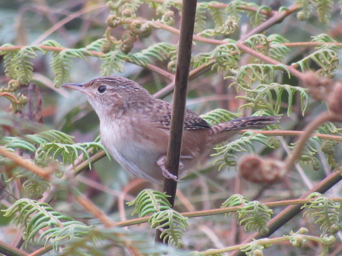 Grass Wren - Franklin  Aguilar