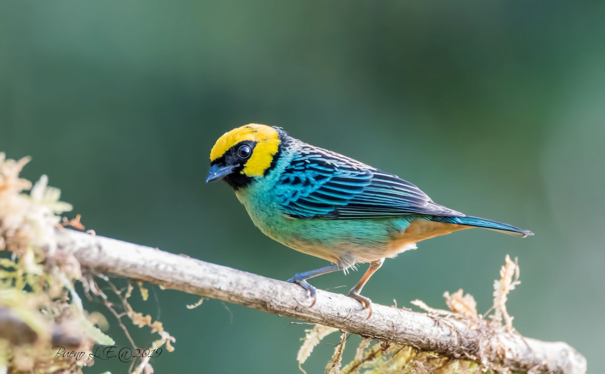 Saffron-crowned Tanager - LUIS ENRIQUE BUENO