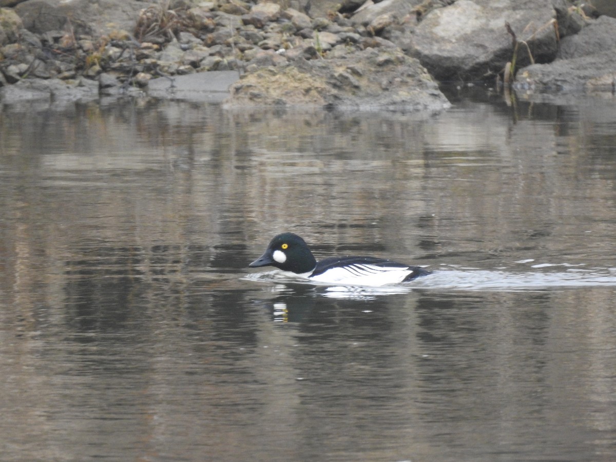 Common Goldeneye - Sławomir Karpicki