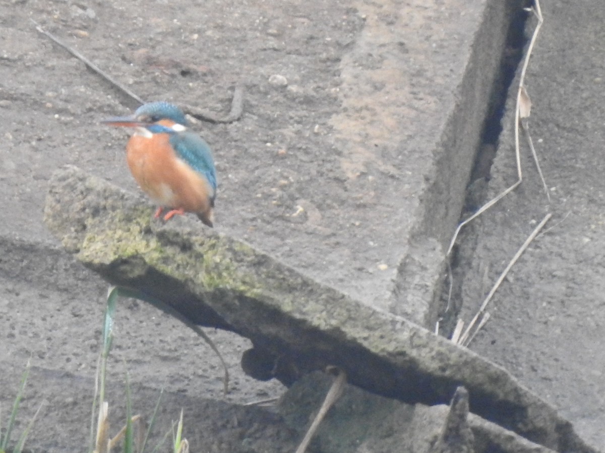 Common Kingfisher - Sławomir Karpicki