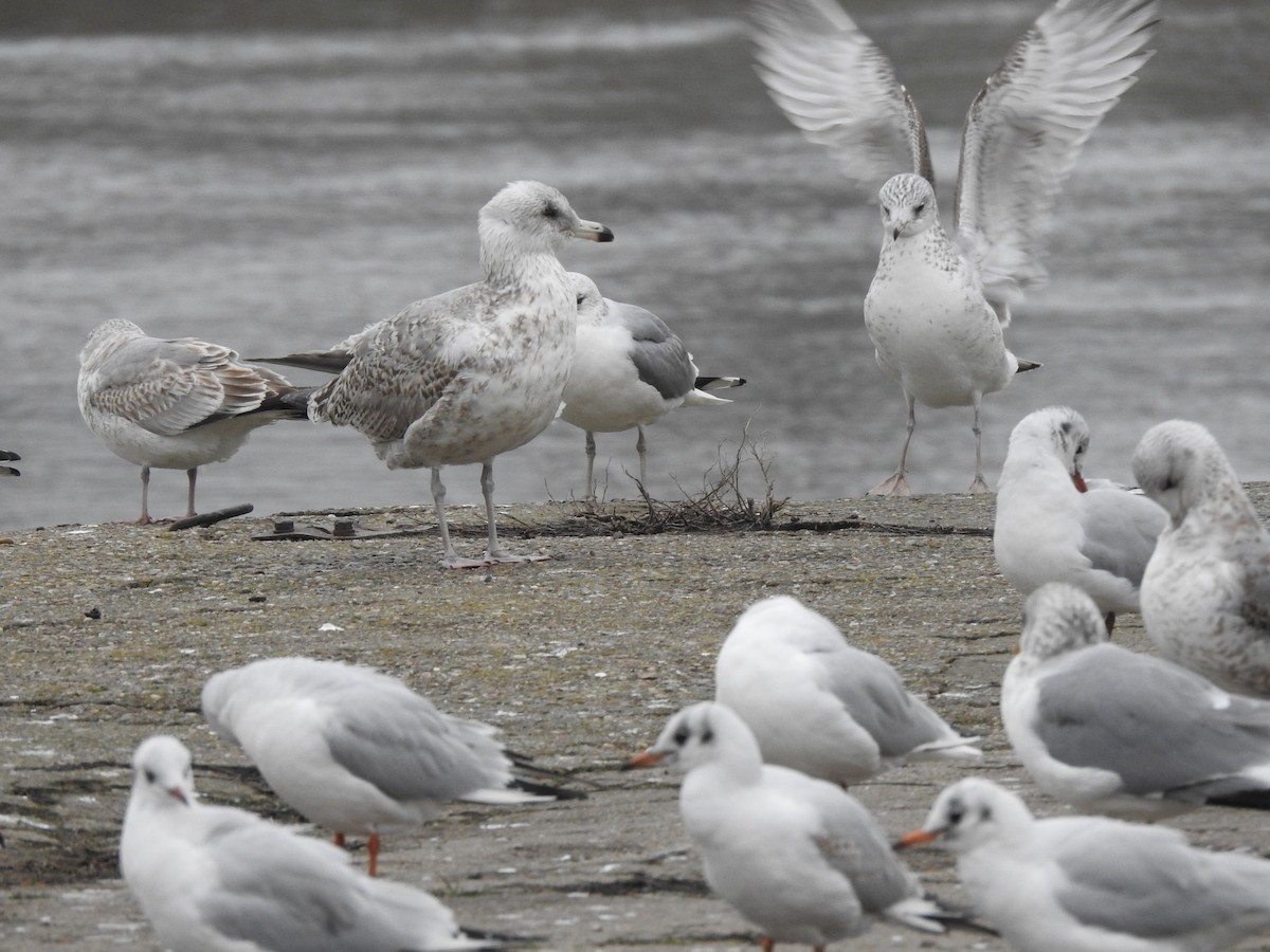 Herring Gull - Sławomir Karpicki