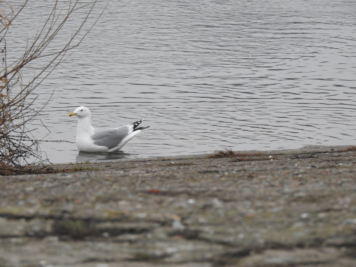 Herring Gull - Sławomir Karpicki