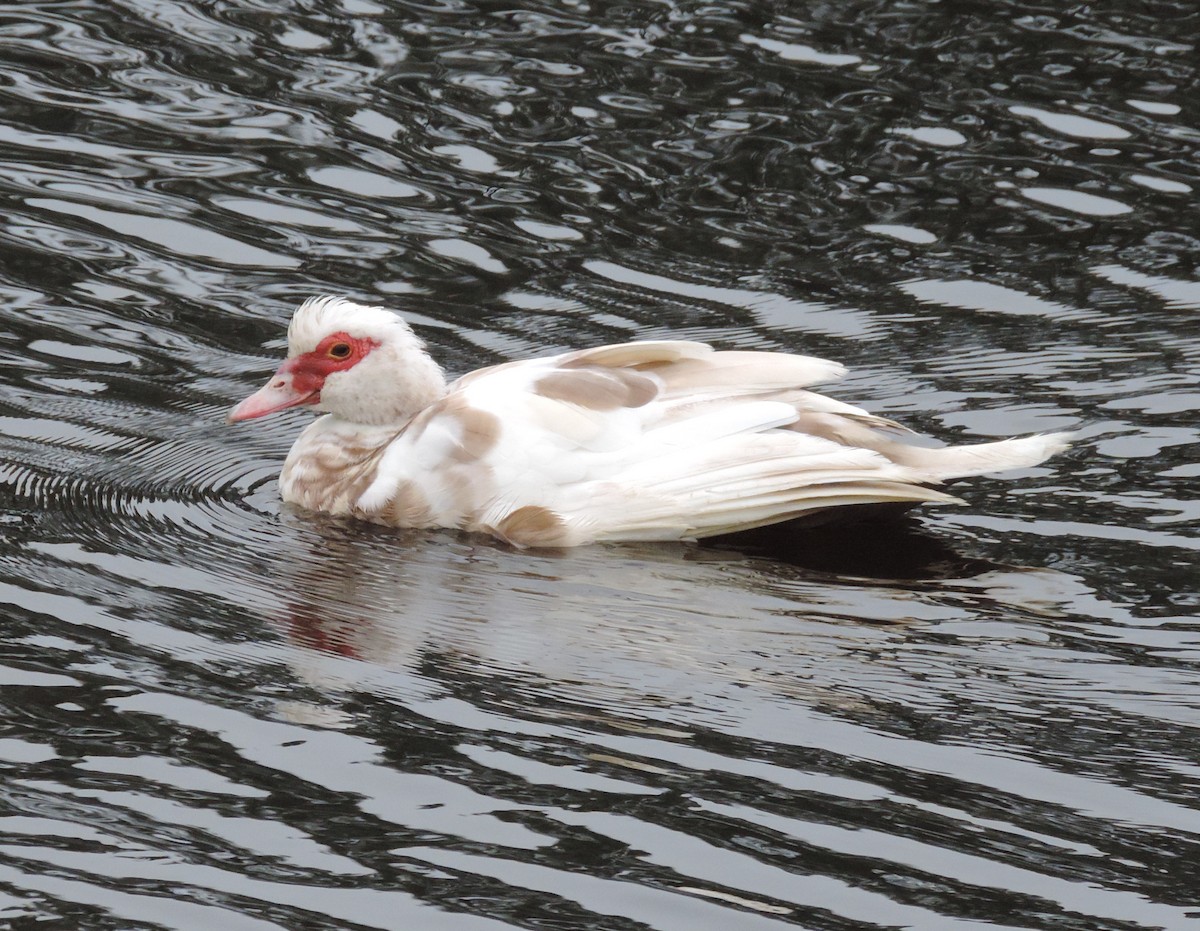 Muscovy Duck (Domestic type) - ML202984991