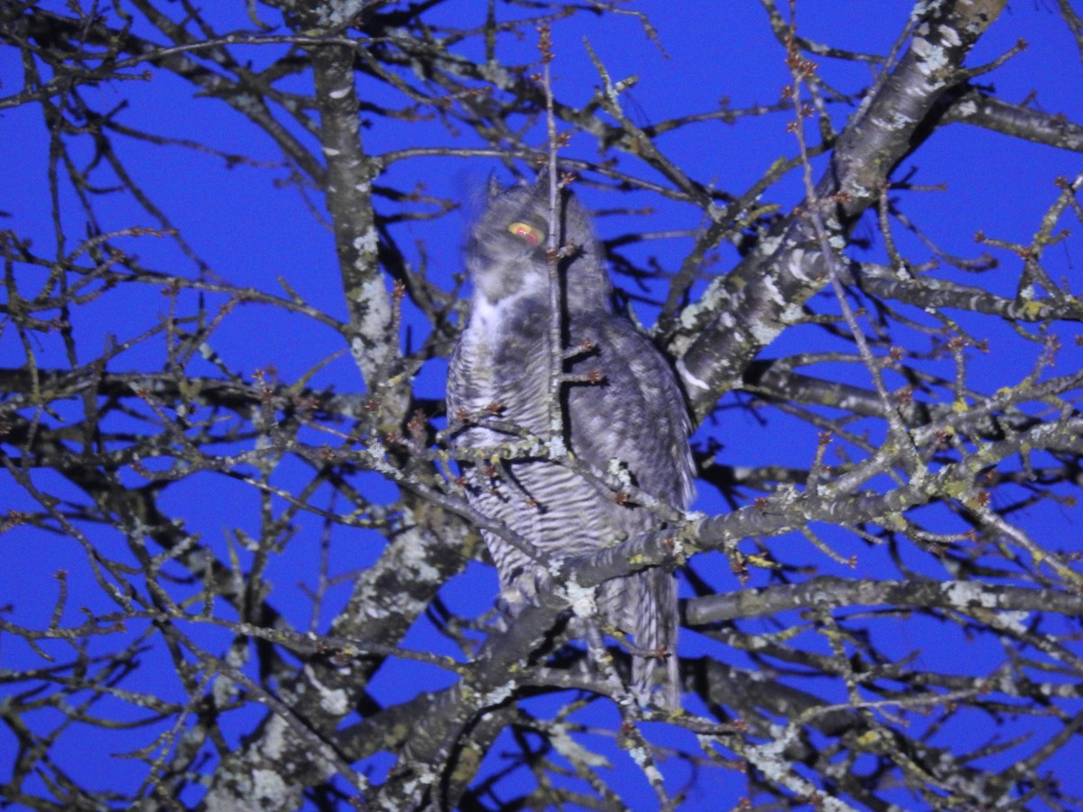 Great Horned Owl - ML202985041