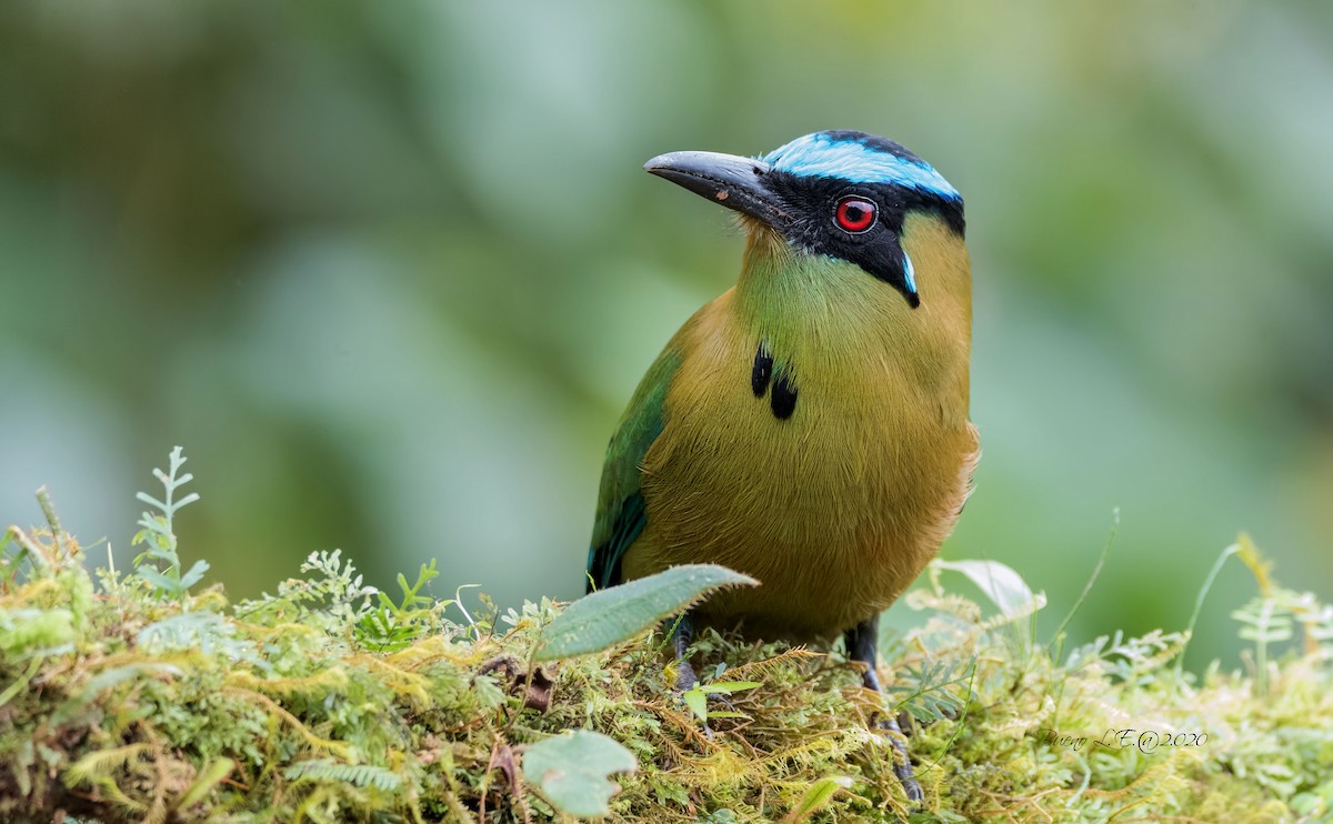 Andean Motmot - LUIS ENRIQUE BUENO