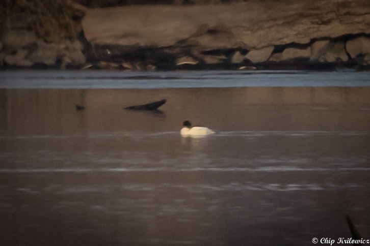 Common Merganser - ML202985561