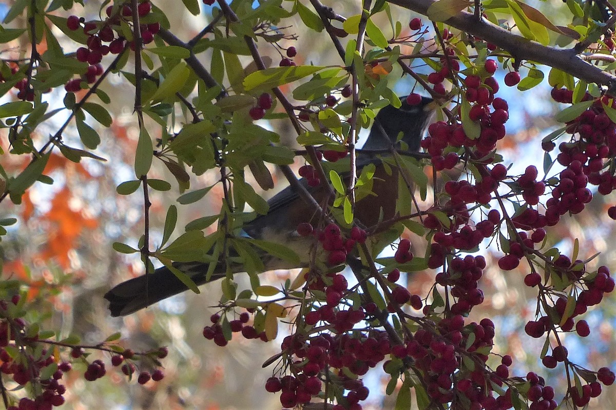 American Robin - ML202985681