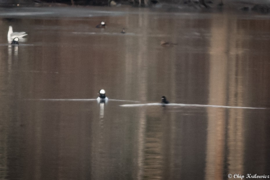 Bufflehead - ML202985811