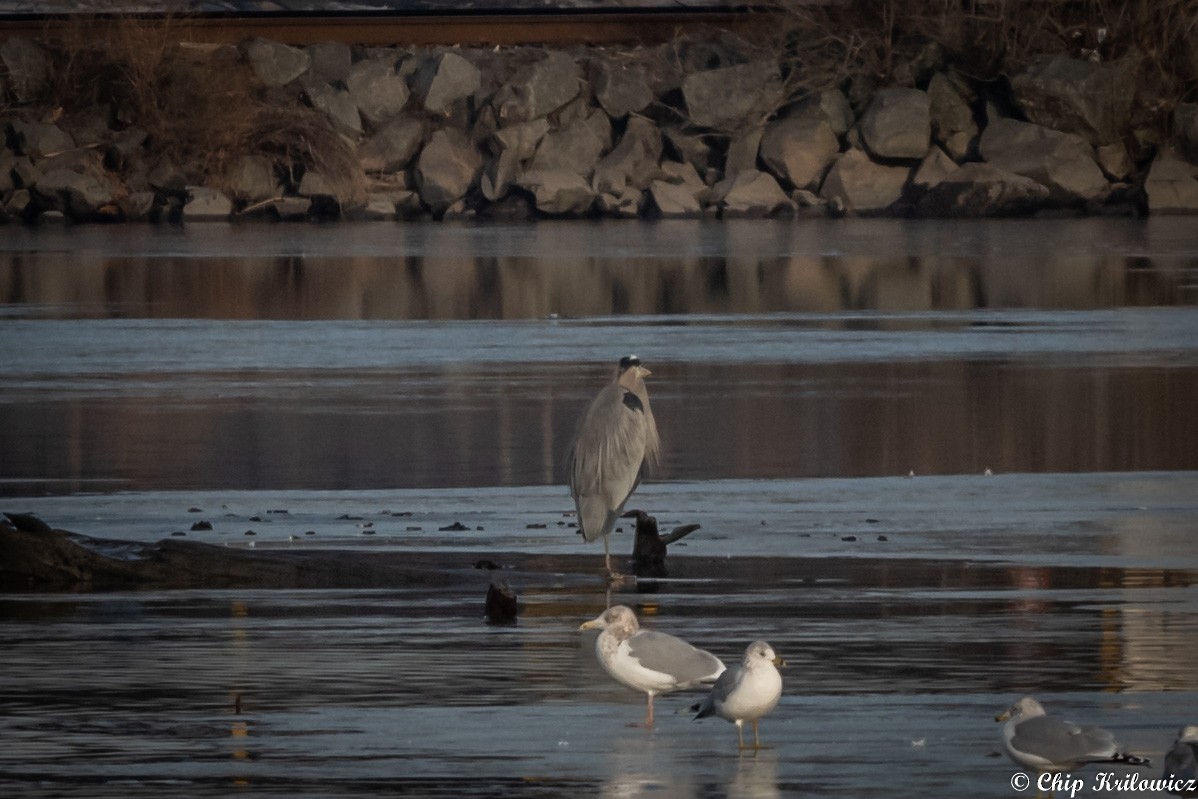 Great Blue Heron - ML202985901