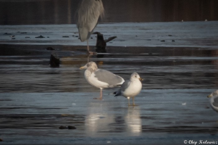 American Herring Gull - ML202985961
