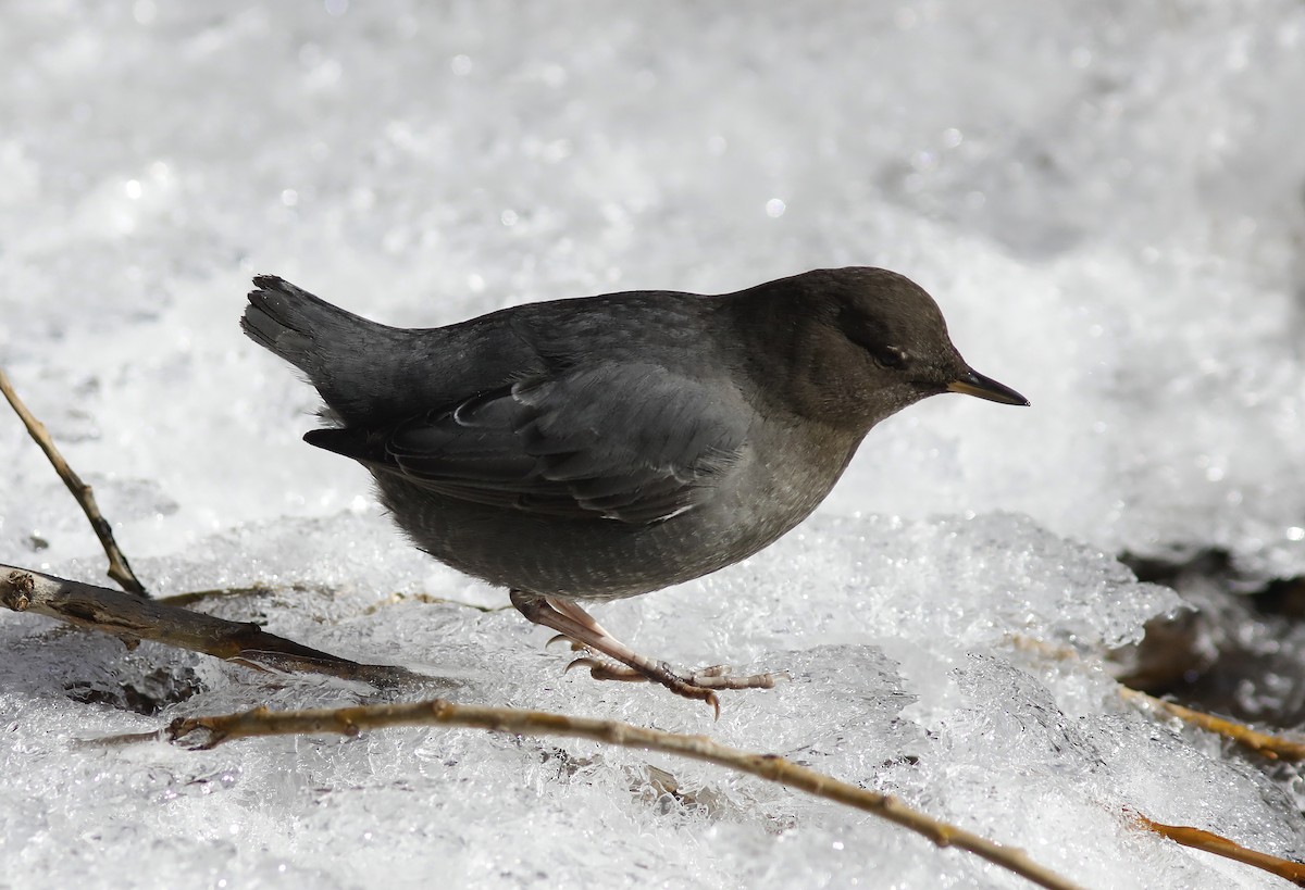 American Dipper - ML202987161