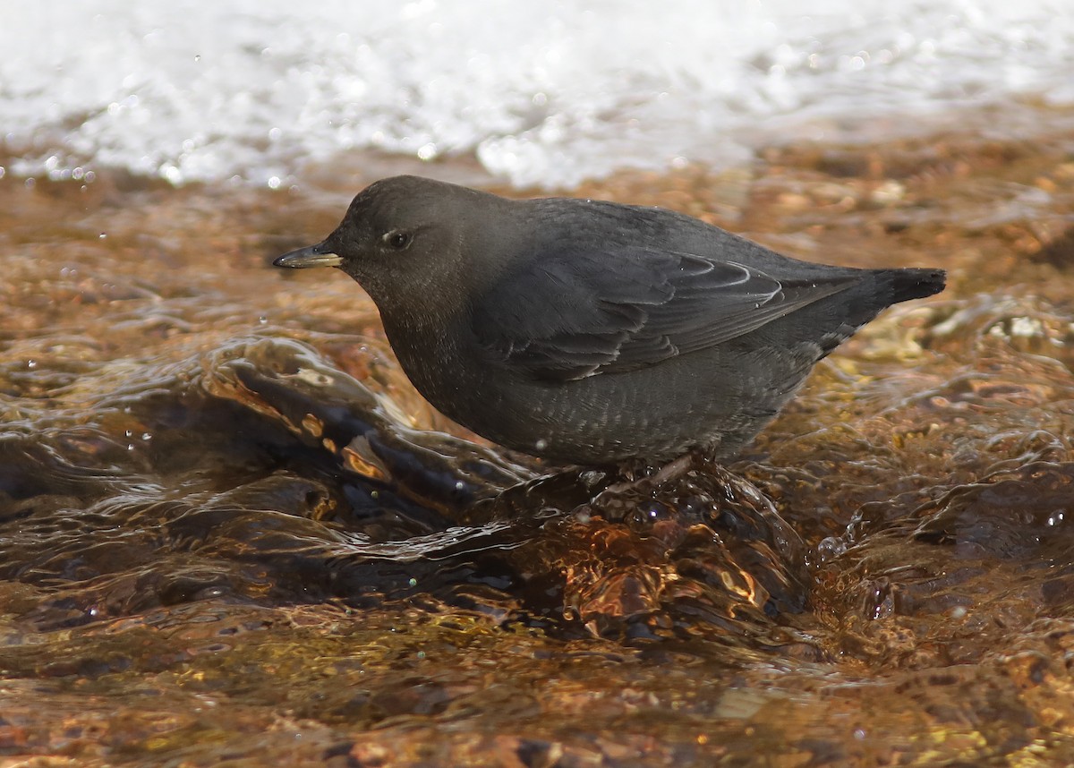American Dipper - ML202987461