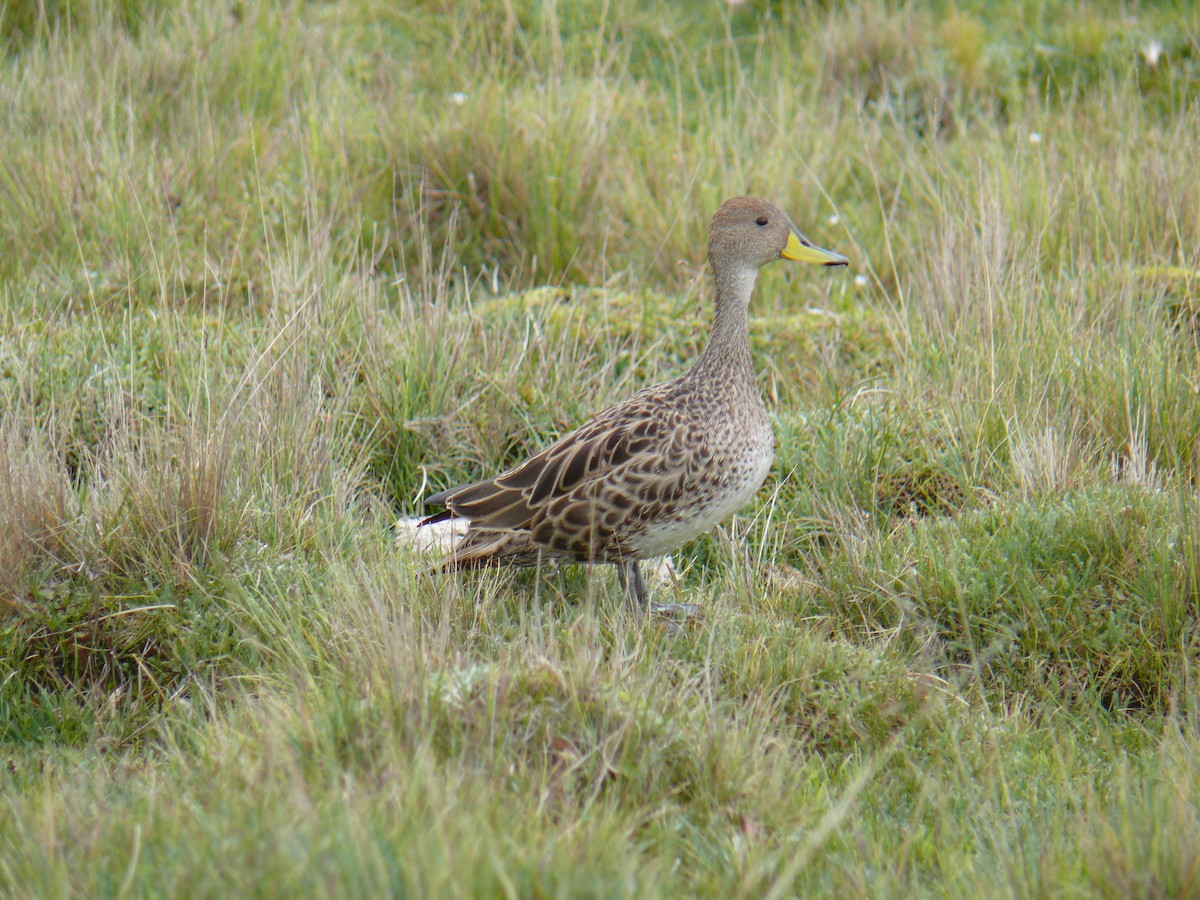 Yellow-billed Pintail - Paul Salaman