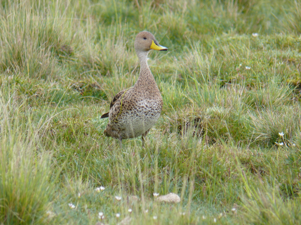 Yellow-billed Pintail - Paul Salaman