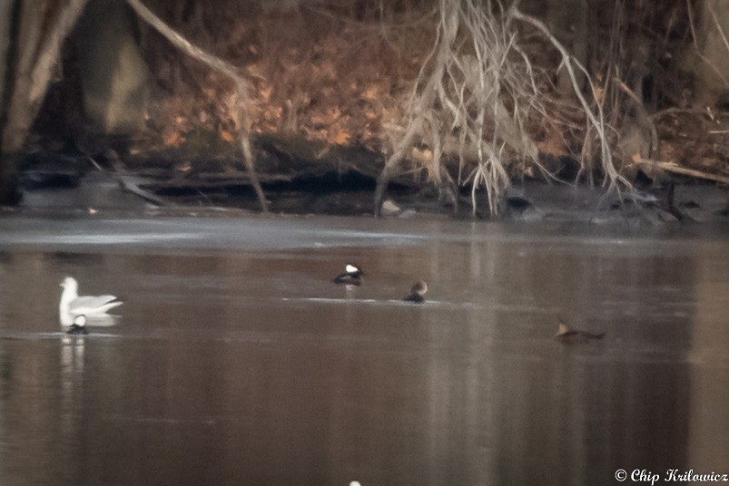 Hooded Merganser - ML202987581