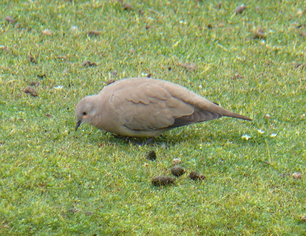 Black-winged Ground Dove - ML202987821