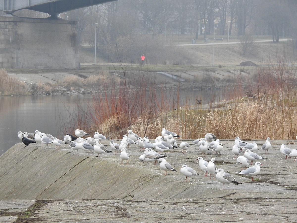 Common Gull - Sławomir Karpicki