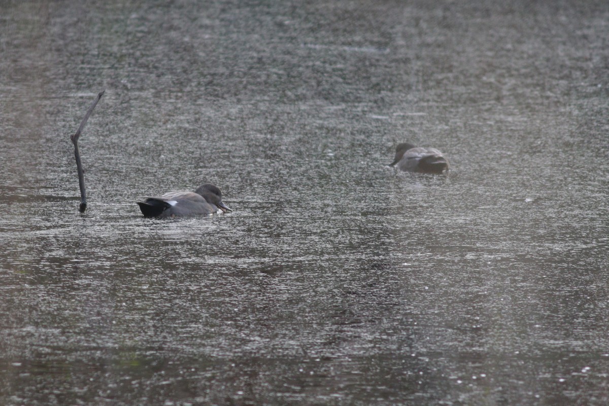 Gadwall - ML202990341