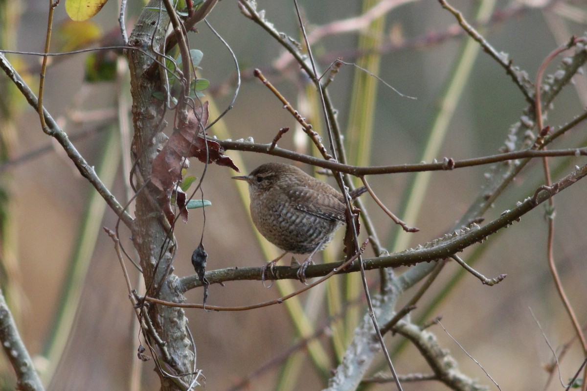 Winter Wren - ML202990561