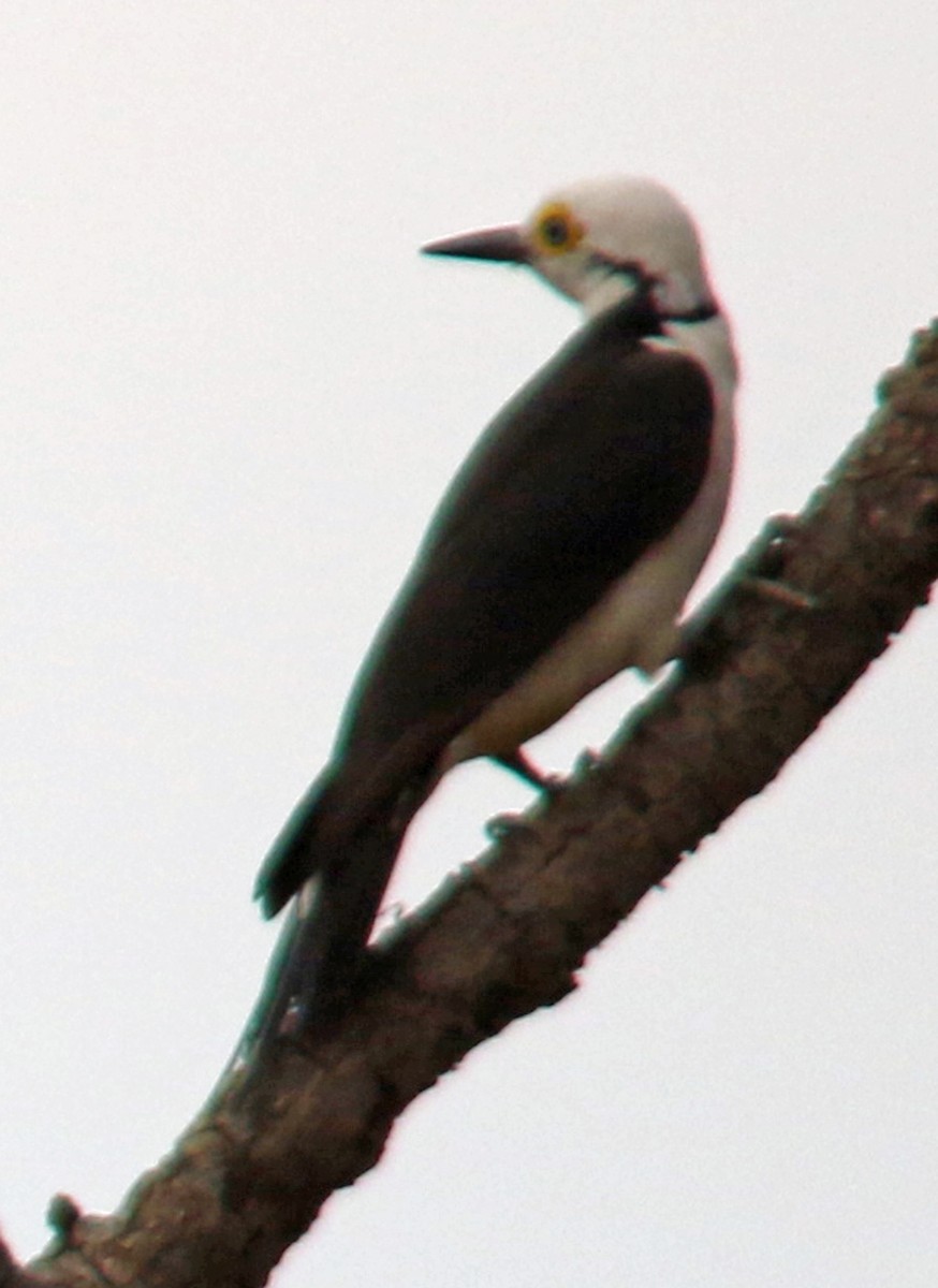 White Woodpecker - ML202990571