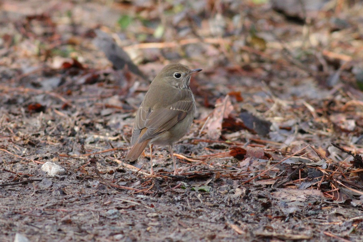 Hermit Thrush - ML202990761