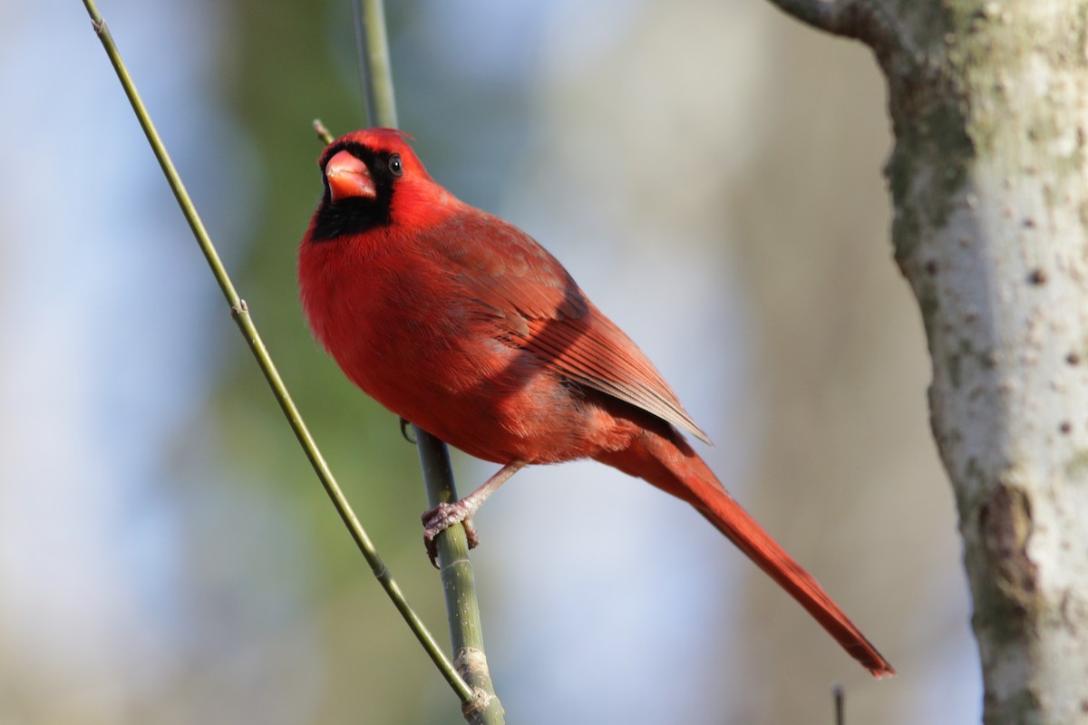 Cardinal rouge - ML202990961