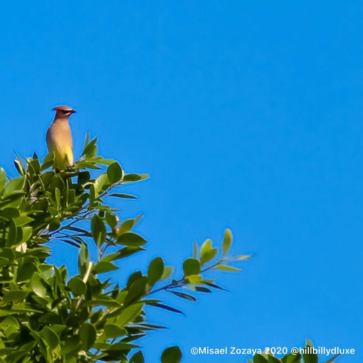 Cedar Waxwing - ML202991111