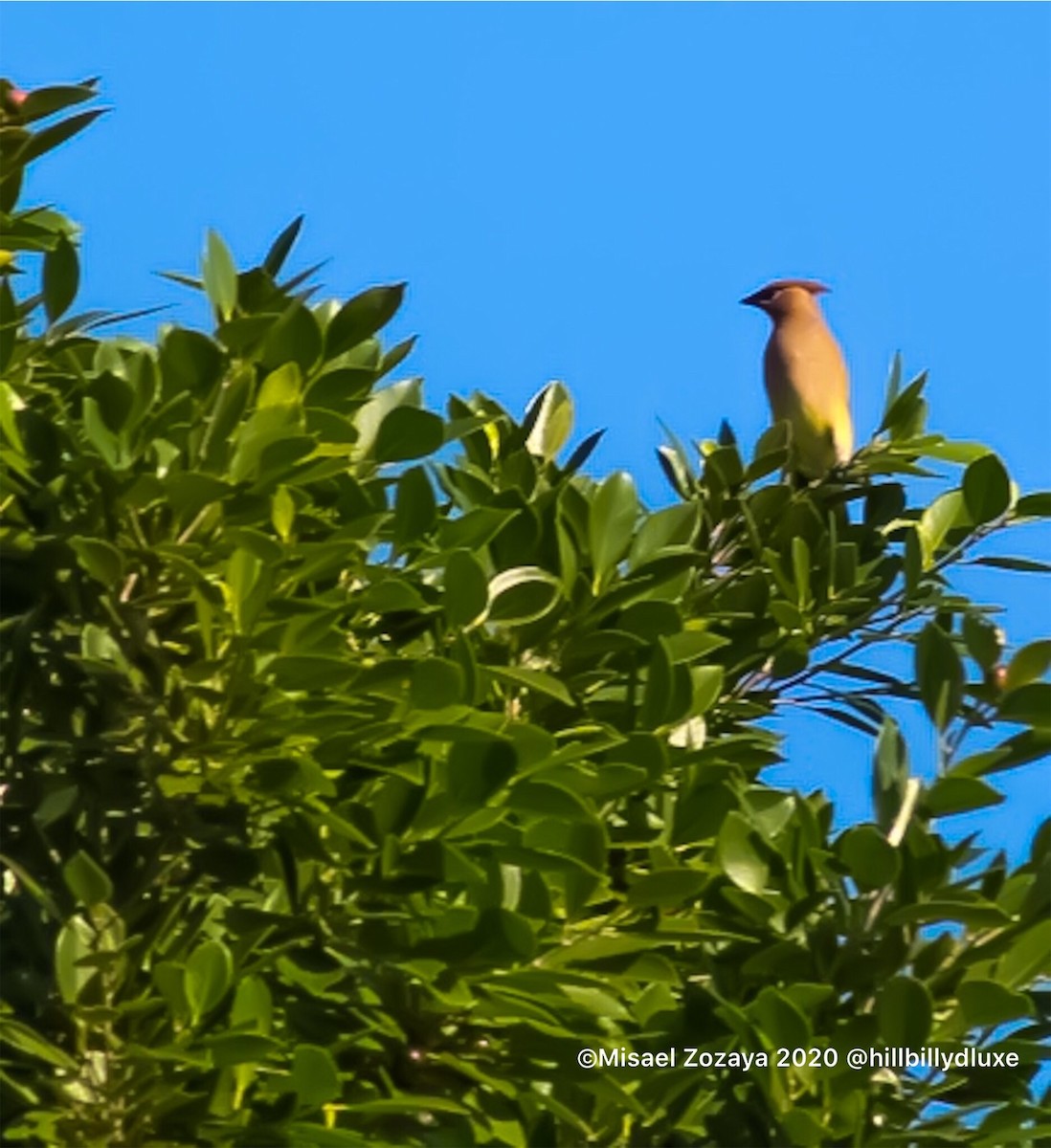 Cedar Waxwing - ML202991131