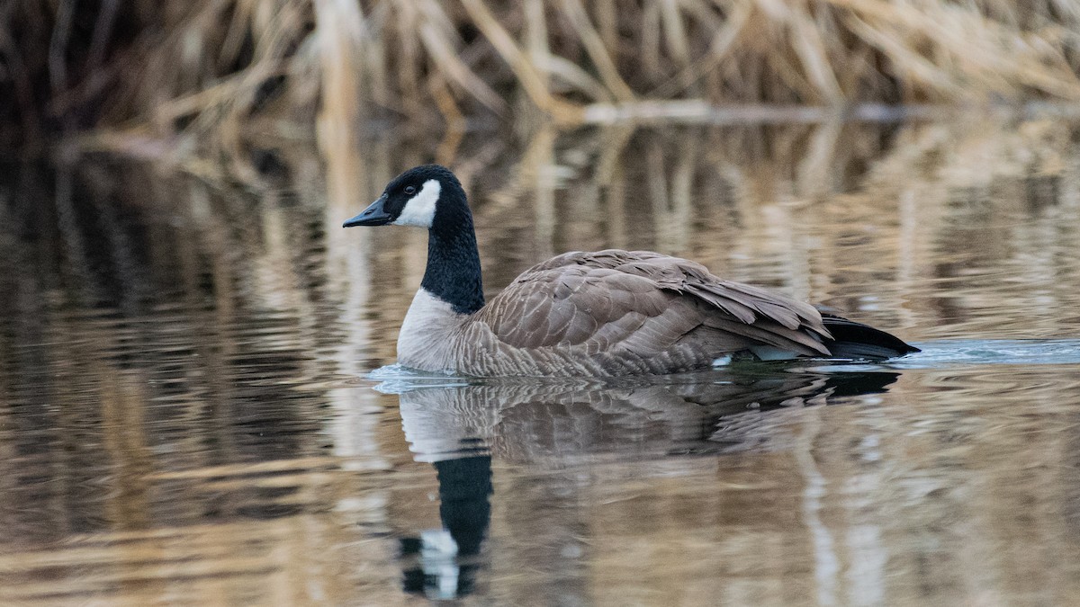 Canada Goose - ML202991991