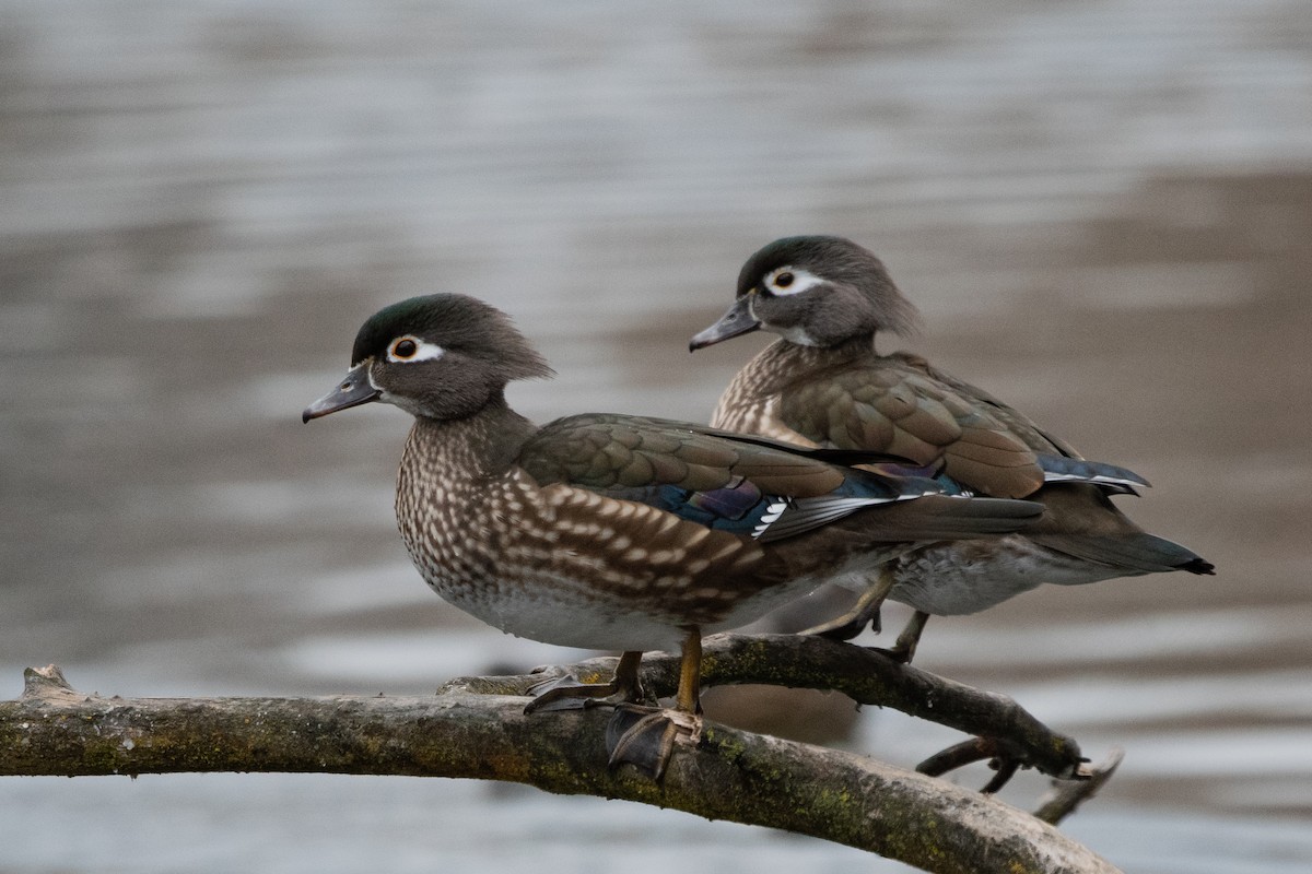 Wood Duck - ML202992331