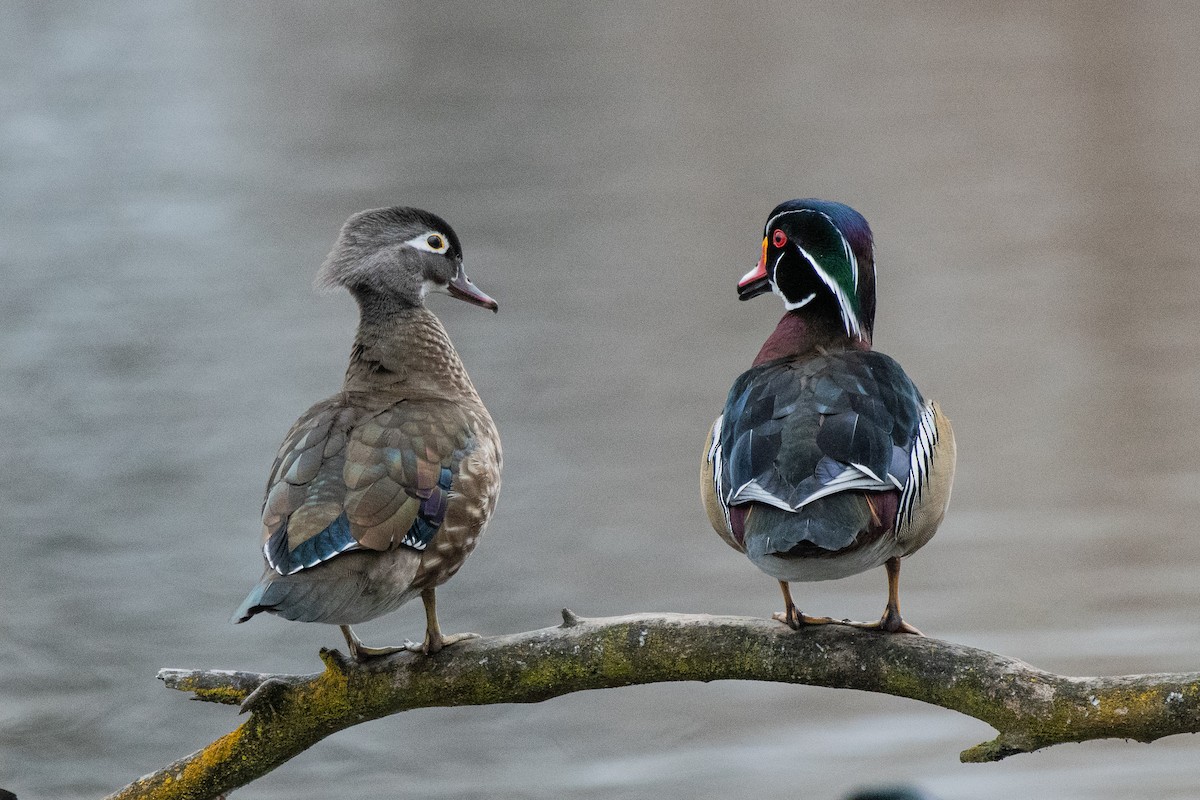 Wood Duck - ML202992411