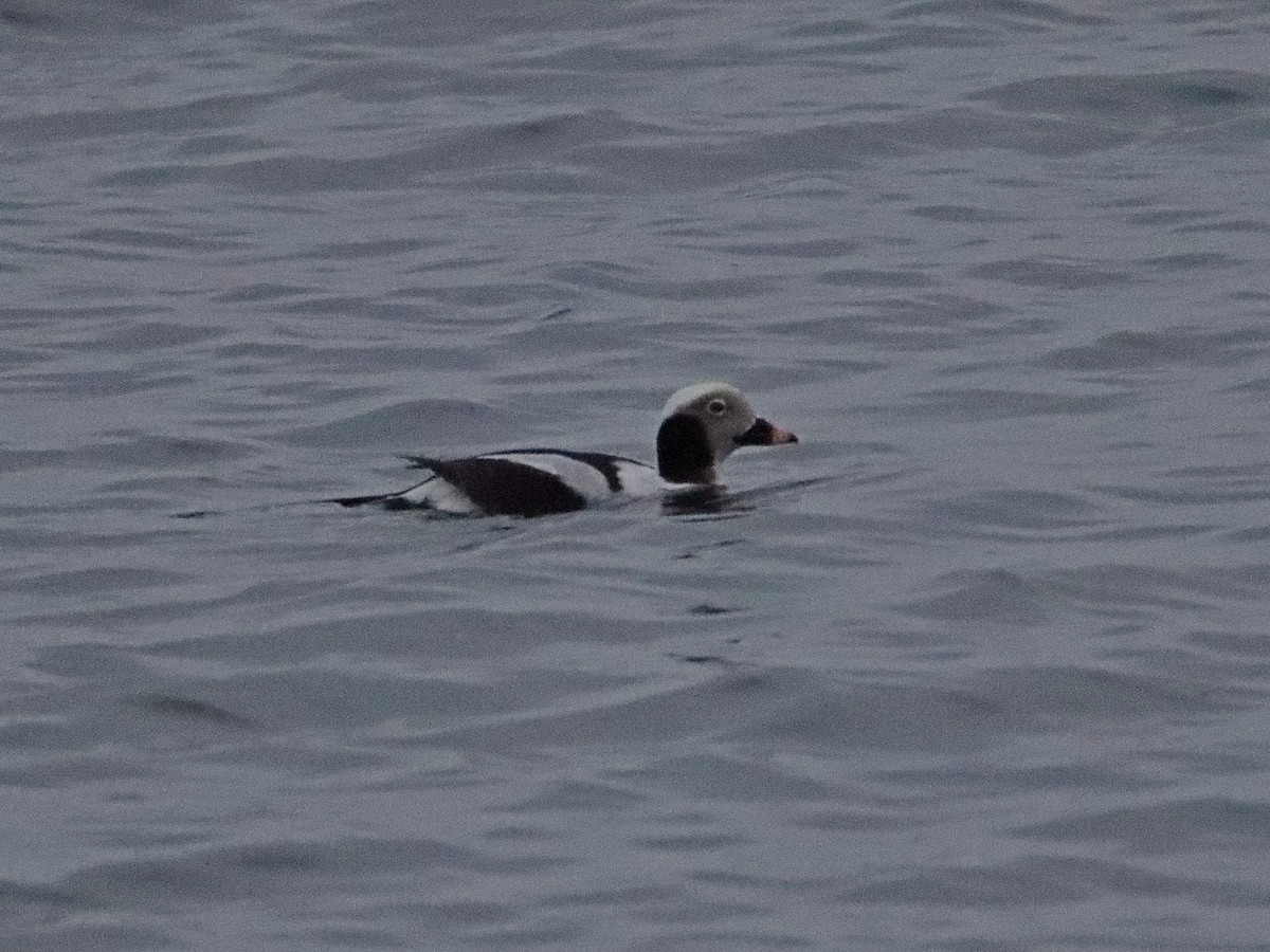 Long-tailed Duck - ML202992441