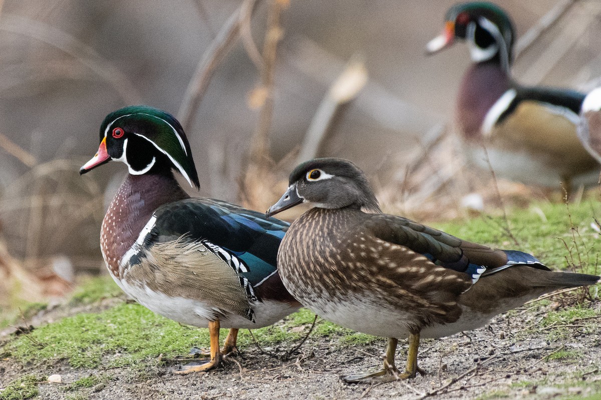 Wood Duck - ML202992481