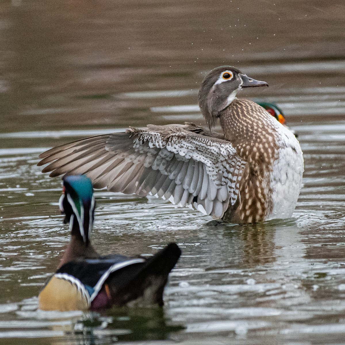 Wood Duck - ML202992641