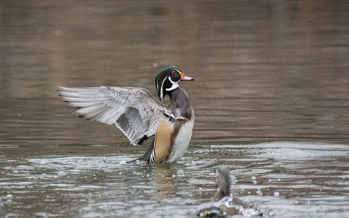 Wood Duck - ML202992701