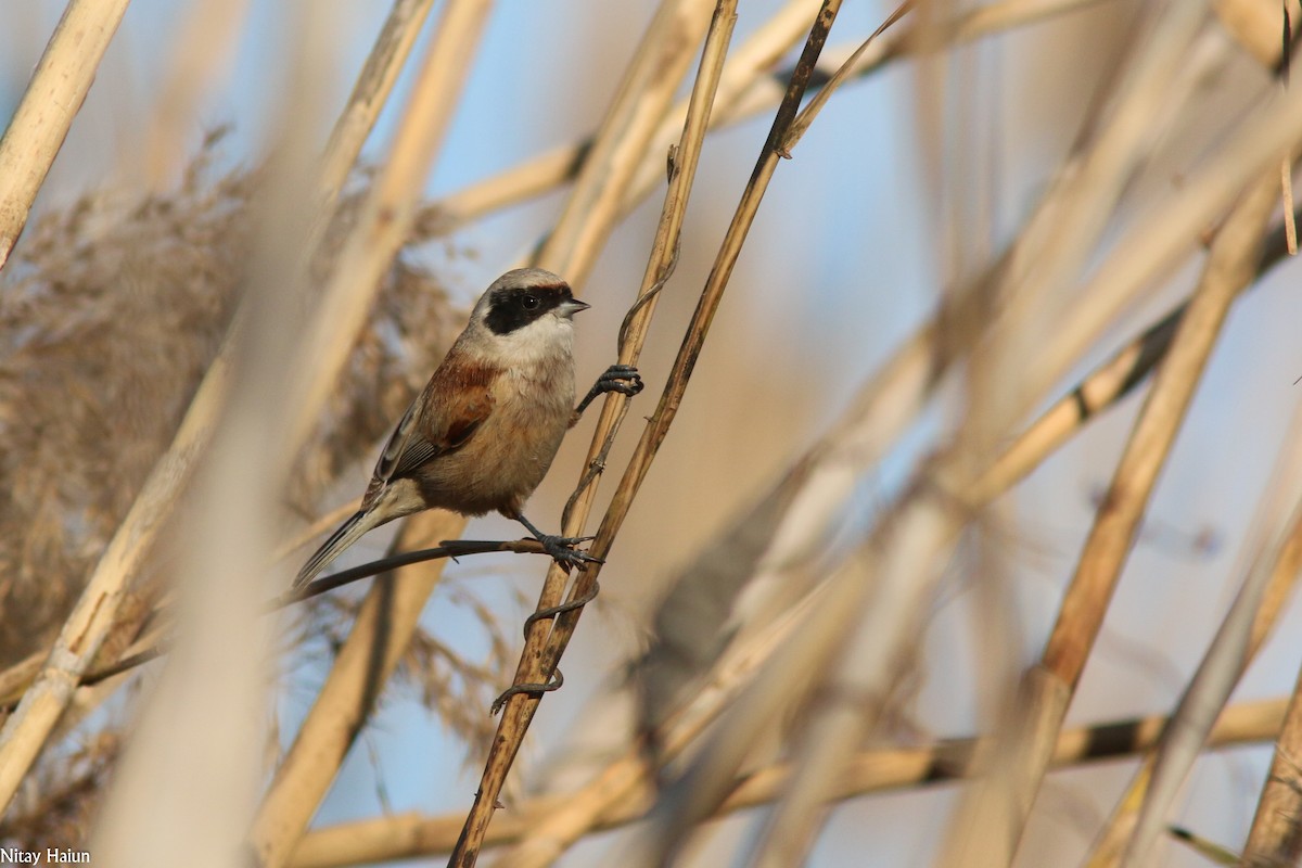 Eurasian Penduline-Tit - nitay haiun