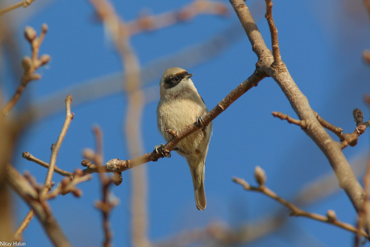 Eurasian Penduline-Tit - ML202992771